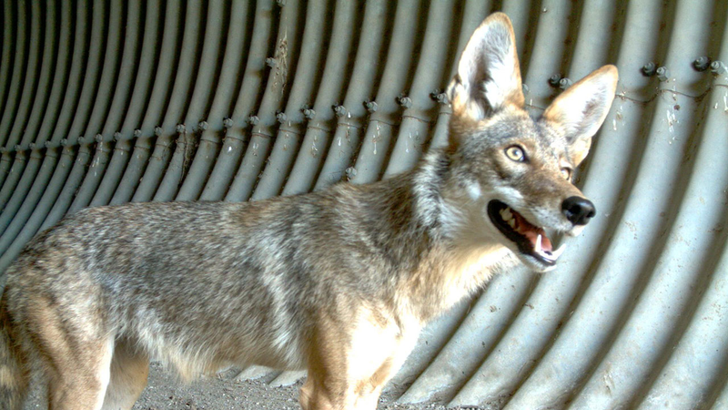 Illustration for article titled How To Keep Your Pets Safe From Coyotes